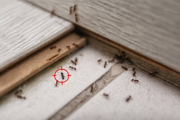 Best Spider Control Near Me  in North Beach Haven, NJ